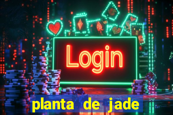 planta de jade significado espiritual